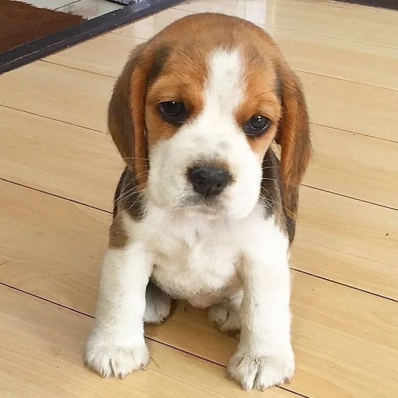 Regalo cachorros Beagle