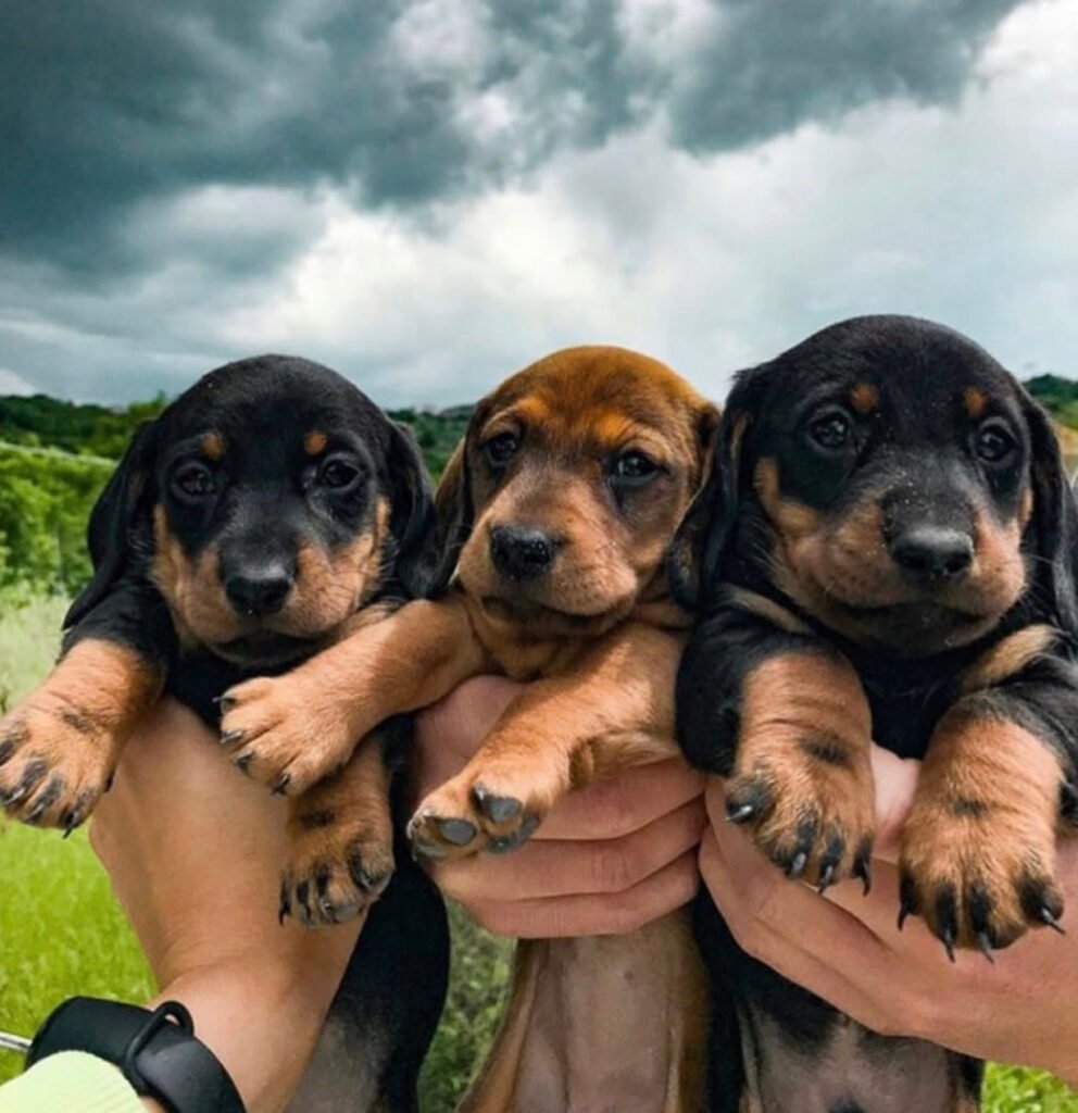 perros de raza pequeña para adoptar gratis