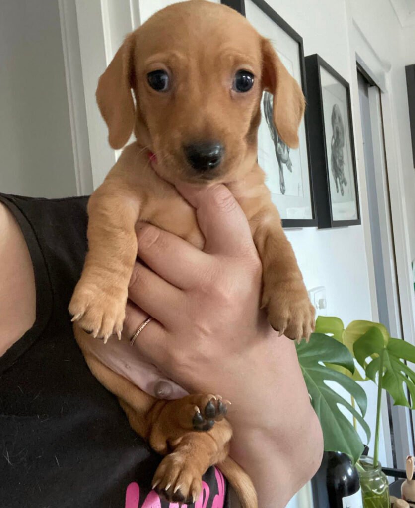 Regalos de cachorros de Dachshund