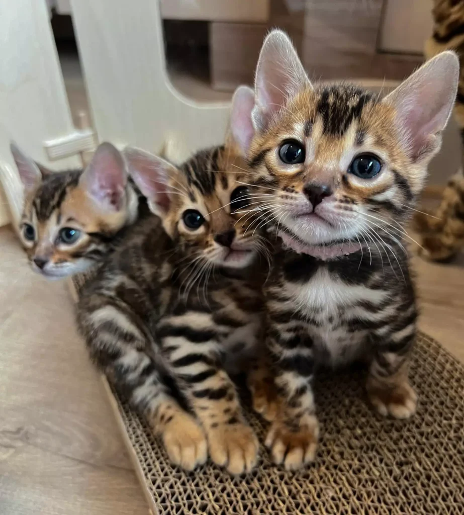 Gatitos Bengala