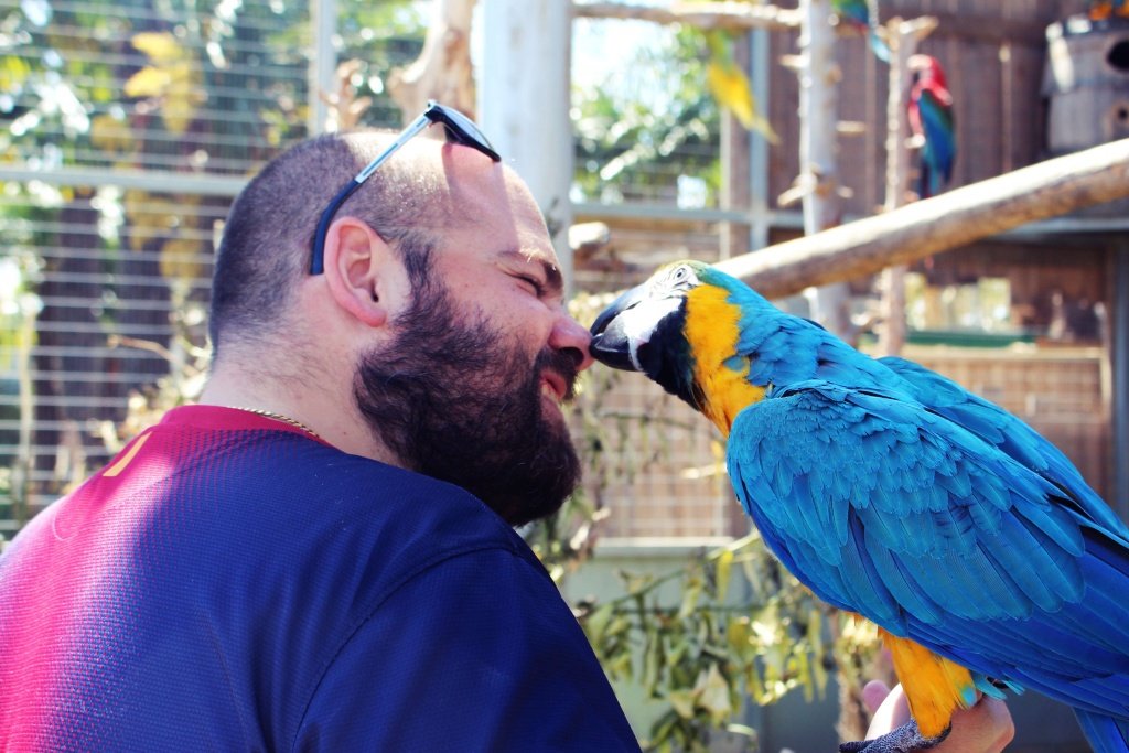 loros Guacamayos