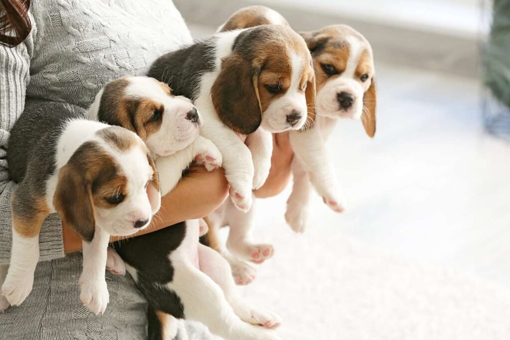 Regalo cachorros Beagle