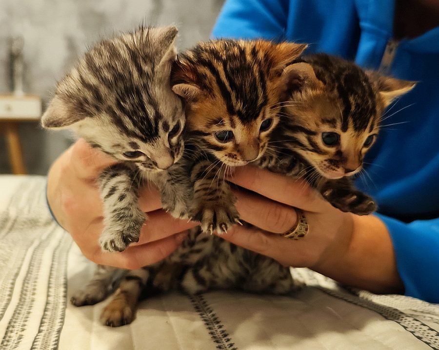 Gatitos Bengala