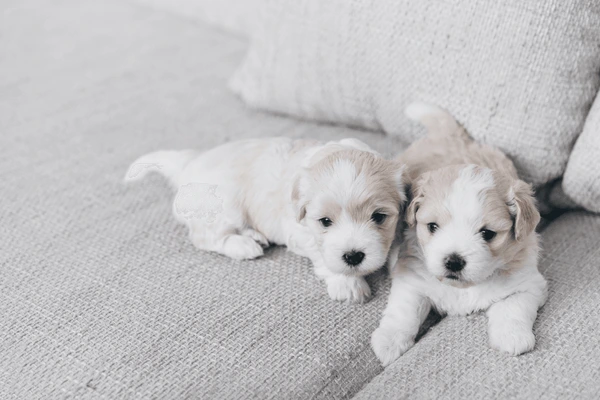 Regalo cachorros de Bichón Maltés