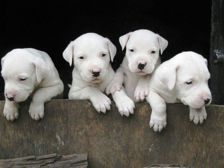 regalo cachorros
