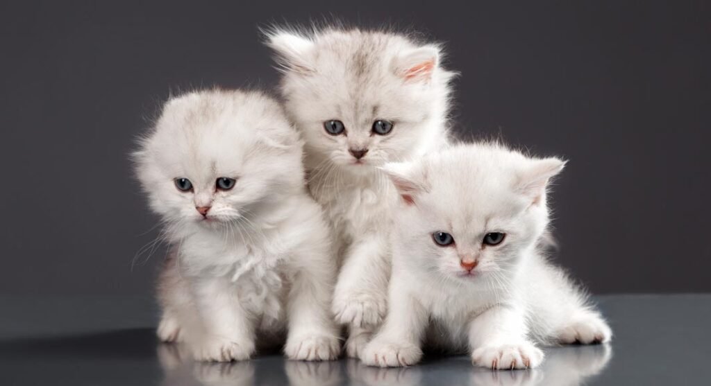 Regalo Gatitos Persa
