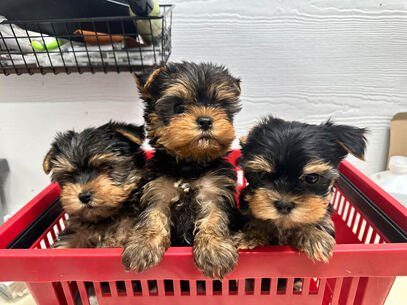 Regalo cachorros yorkshire
