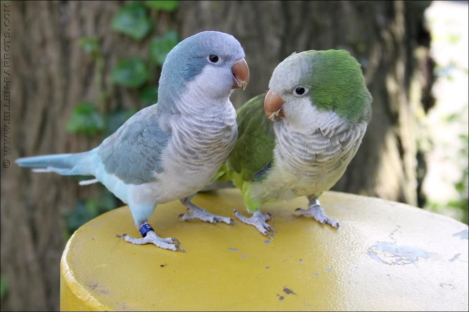 Loros en adopción