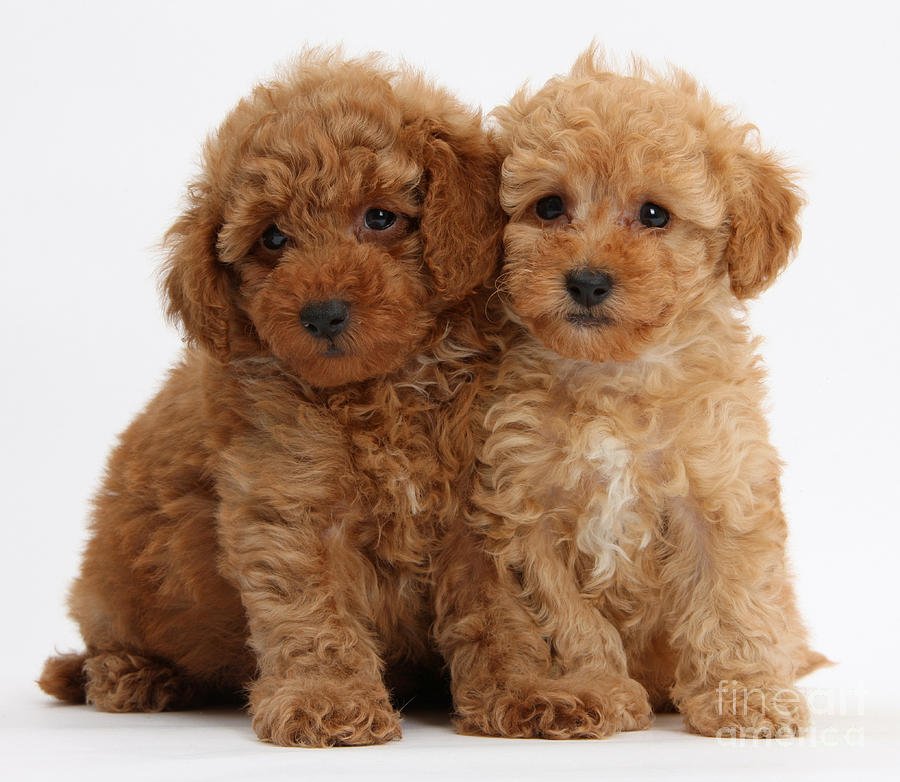 Cachorros de caniche de regalo
