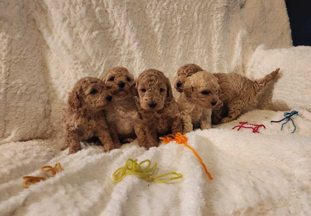 regalo perro pequeño por no poder atender