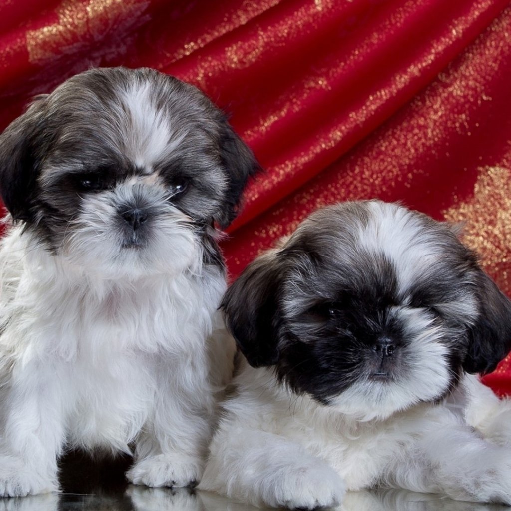 Regalo cachorros de Shih Tzu