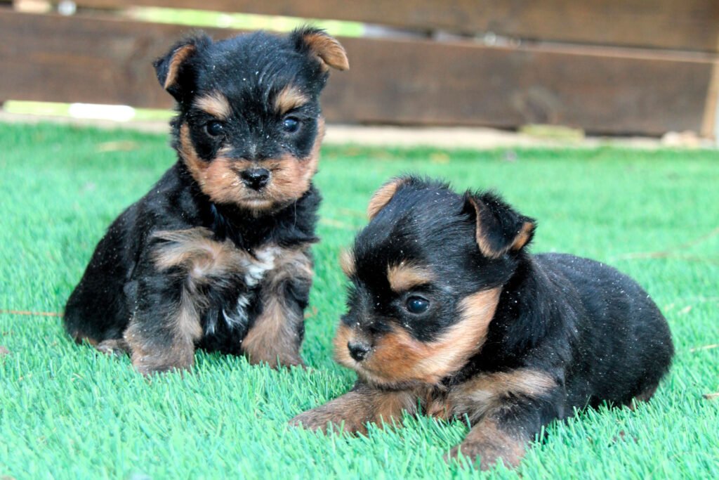 Regalo cachorros yorkshire